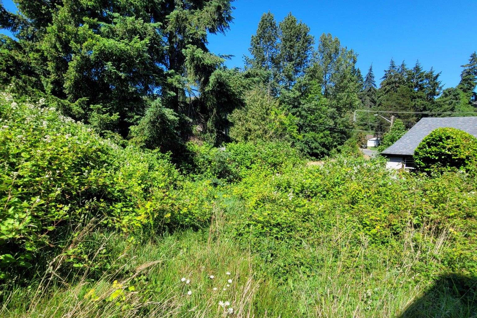 An overgrown Nanaimo lot covered in brush and vegetation before a Junk Matters clearing job